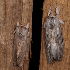 Destolmia lineata at Melba, ACT - 6 Jan 2021 12:39 AM