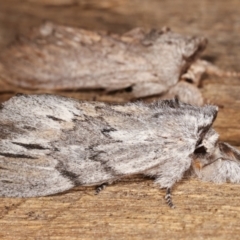 Destolmia lineata at Melba, ACT - 6 Jan 2021 12:39 AM