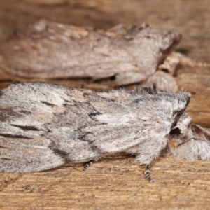 Destolmia lineata at Melba, ACT - 6 Jan 2021 12:39 AM