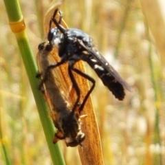 Apothechyla sp. (genus) (Robber fly) at Mitchell, ACT - 18 Jan 2021 by trevorpreston