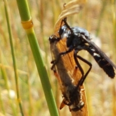 Apothechyla sp. (genus) at Mitchell, ACT - 18 Jan 2021 10:51 AM