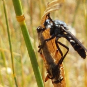 Apothechyla sp. (genus) at Mitchell, ACT - 18 Jan 2021