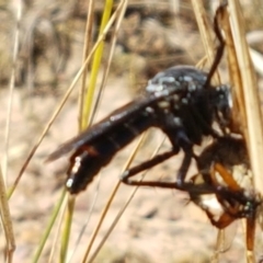 Apothechyla sp. (genus) at Mitchell, ACT - 18 Jan 2021 10:51 AM