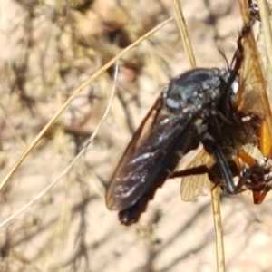 Apothechyla sp. (genus) at Mitchell, ACT - 18 Jan 2021