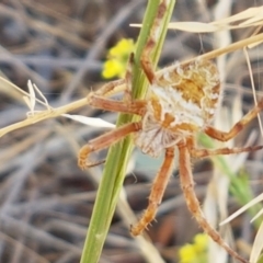 Backobourkia sp. (genus) (An orb weaver) at Crace Grasslands - 17 Jan 2021 by tpreston