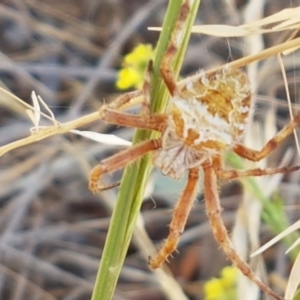 Backobourkia sp. (genus) at Mitchell, ACT - 18 Jan 2021 10:59 AM