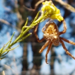 Backobourkia sp. (genus) at Mitchell, ACT - 18 Jan 2021