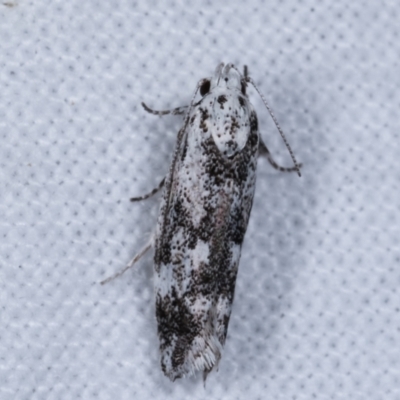 Lichenaula (genus) at Melba, ACT - 5 Jan 2021 by kasiaaus