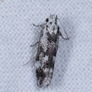 Lichenaula (genus) at Melba, ACT - 6 Jan 2021