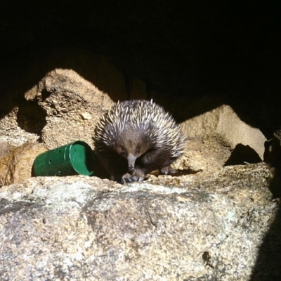 Tachyglossus aculeatus (Short-beaked Echidna) at Namadgi National Park - 14 Jan 2021 by ChrisHolder