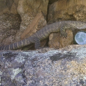 Varanus rosenbergi at Mount Clear, ACT - suppressed