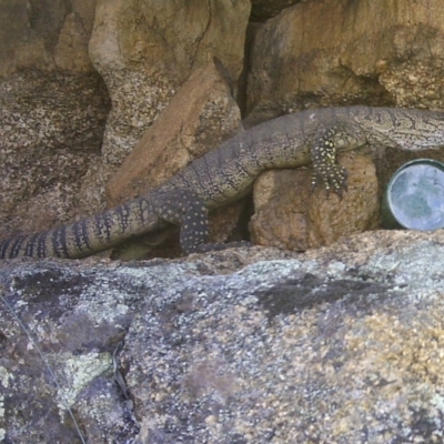 Varanus rosenbergi (Heath or Rosenberg's Monitor) at Namadgi National Park - 13 Jan 2021 by ChrisHolder