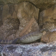 Varanus rosenbergi at Mount Clear, ACT - 13 Jan 2021