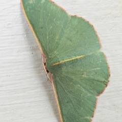 Chlorocoma vertumnaria (Red-fringed Emerald) at Crooked Corner, NSW - 18 Jan 2021 by Milly