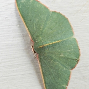 Chlorocoma vertumnaria at Crooked Corner, NSW - 18 Jan 2021 09:38 AM