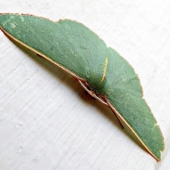 Chlorocoma vertumnaria at Crooked Corner, NSW - 18 Jan 2021 09:38 AM