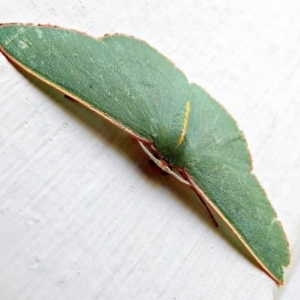 Chlorocoma vertumnaria at Crooked Corner, NSW - 18 Jan 2021 09:38 AM