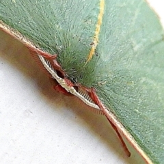 Chlorocoma vertumnaria at Crooked Corner, NSW - 18 Jan 2021