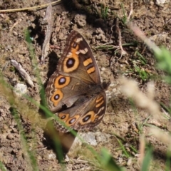 Junonia villida (Meadow Argus) at Stranger Pond - 17 Jan 2021 by RodDeb