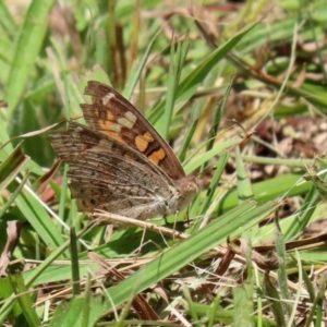 Junonia villida at Bonython, ACT - 17 Jan 2021 12:50 PM