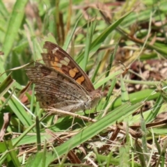 Junonia villida at Bonython, ACT - 17 Jan 2021