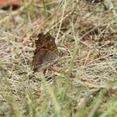 Junonia villida at Bonython, ACT - 17 Jan 2021 12:50 PM