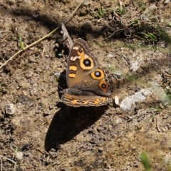 Junonia villida at Bonython, ACT - 17 Jan 2021 12:50 PM