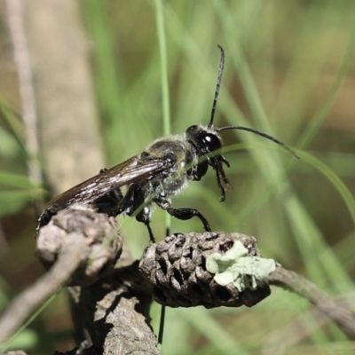 Sphex sp. (genus) (Unidentified Sphex digger wasp) at Bonython, ACT - 17 Jan 2021 by RodDeb