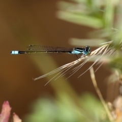 Ischnura heterosticta (Common Bluetail Damselfly) at Stranger Pond - 17 Jan 2021 by RodDeb