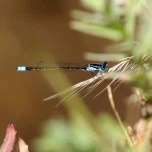 Ischnura heterosticta at Bonython, ACT - 17 Jan 2021 11:40 AM