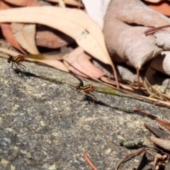 Nososticta solida (Orange Threadtail) at Bonython, ACT - 17 Jan 2021 by RodDeb