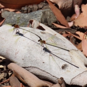 Nososticta solida at Bonython, ACT - 17 Jan 2021 11:52 AM