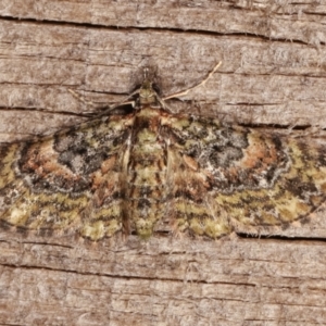 Chloroclystis approximata at Melba, ACT - 6 Jan 2021