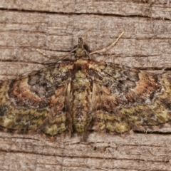 Chloroclystis approximata at Melba, ACT - 6 Jan 2021