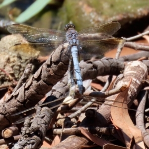 Orthetrum caledonicum at Bonython, ACT - 17 Jan 2021