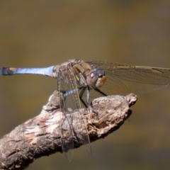 Orthetrum caledonicum at Bonython, ACT - 17 Jan 2021 12:07 PM