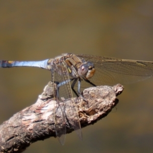 Orthetrum caledonicum at Bonython, ACT - 17 Jan 2021