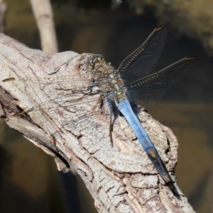 Orthetrum caledonicum at Bonython, ACT - 17 Jan 2021