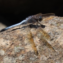 Orthetrum caledonicum at Bonython, ACT - 17 Jan 2021