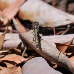 Orthetrum caledonicum at Bonython, ACT - 17 Jan 2021