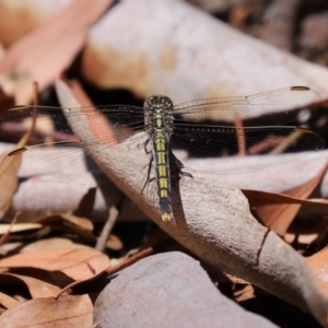 Orthetrum caledonicum at Bonython, ACT - 17 Jan 2021 12:07 PM