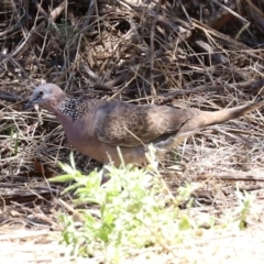 Spilopelia chinensis (Spotted Dove) at Stranger Pond - 17 Jan 2021 by RodDeb