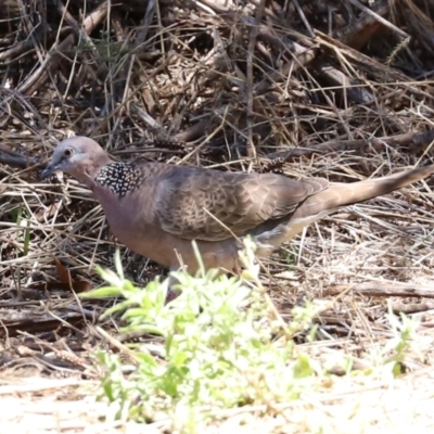 Spilopelia chinensis (Spotted Dove) at Bonython, ACT - 17 Jan 2021 by RodDeb