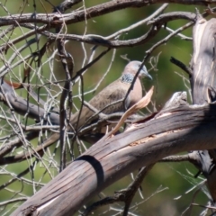 Streptopelia chinensis at Bonython, ACT - 17 Jan 2021