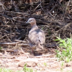 Streptopelia chinensis at Bonython, ACT - 17 Jan 2021