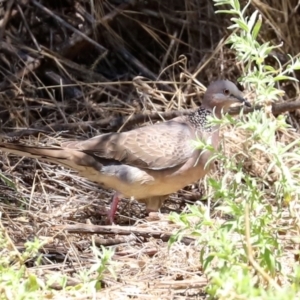 Streptopelia chinensis at Bonython, ACT - 17 Jan 2021