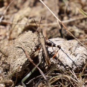 Austroicetes pusilla at Greenway, ACT - 17 Jan 2021