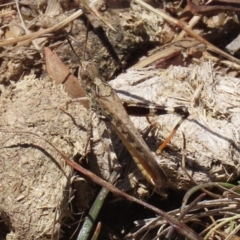 Austroicetes pusilla at Greenway, ACT - 17 Jan 2021