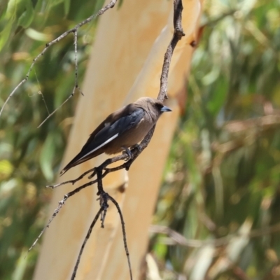 Artamus cyanopterus cyanopterus (Dusky Woodswallow) at Greenway, ACT - 17 Jan 2021 by RodDeb
