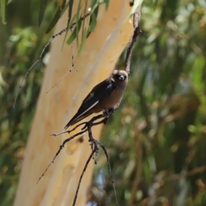 Artamus cyanopterus at Greenway, ACT - 17 Jan 2021